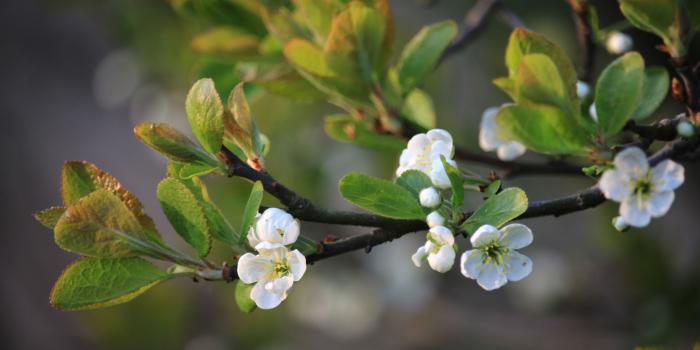 5184x3456 white flower plant free image | Peakpx