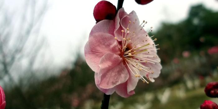 1200x1600 Plum Wallpaper 30994 - Flower Wallpapers - Flowers