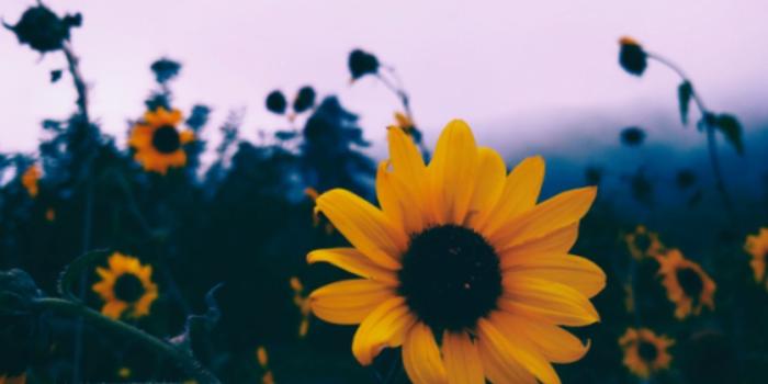 1357x1819 Pretty | Mother Nature | Sunflower wallpaper, Summer wallpaper