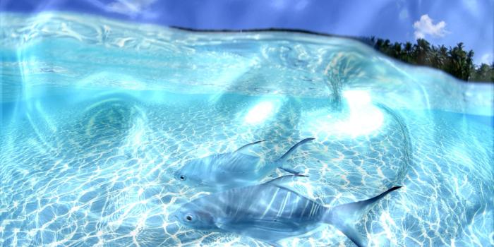 2560x1440 67+ Live Desktop Wallpapers on WallpaperPlay