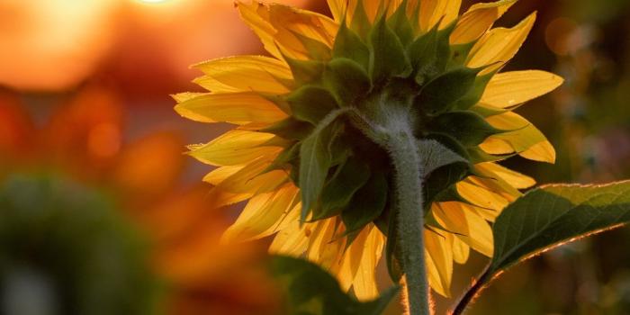 1080x1440 20+ Sunflower Pictures [HQ] | Download Free Images on Unsplash