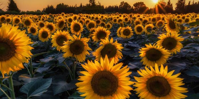 1920x1200 66+ Sunflowers Wallpapers on WallpaperPlay