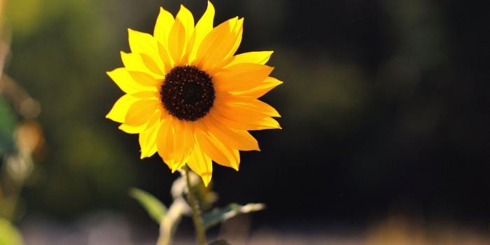 1920x1080 Cute Sunflower Wallpaper HD 23462 - Baltana