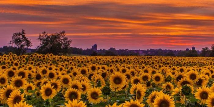 768x1280 Sunflowers, Field ❤ 4K HD Desktop Wallpaper for 4K Ultra HD TV