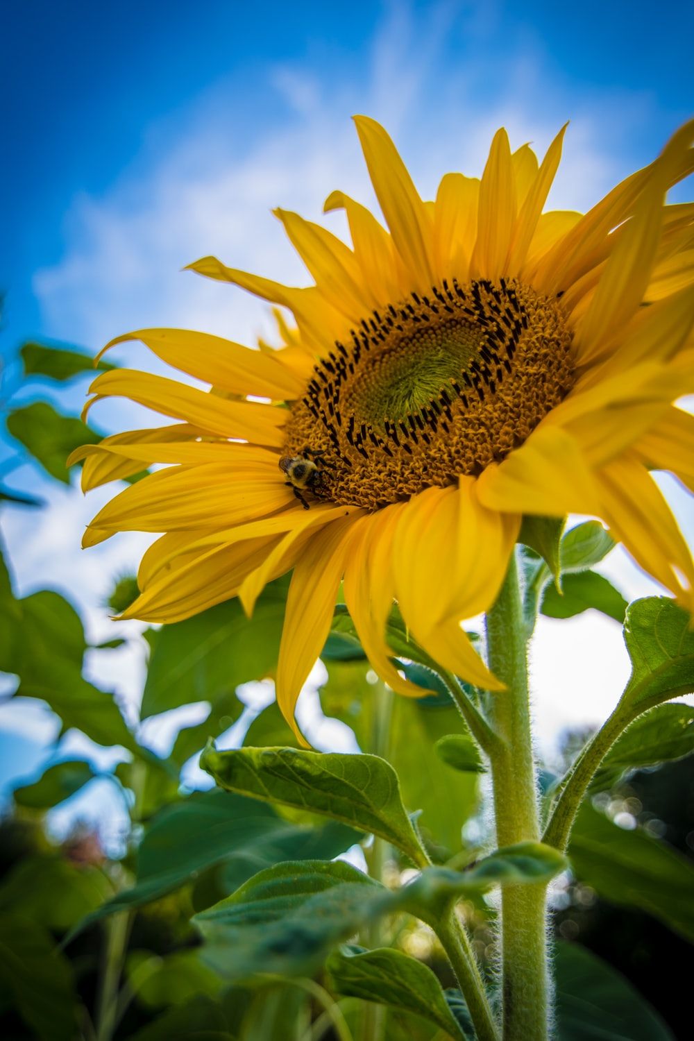 1000x1500 20+ Sunflower Pictures [HQ] | Download Free Images on Unsplash