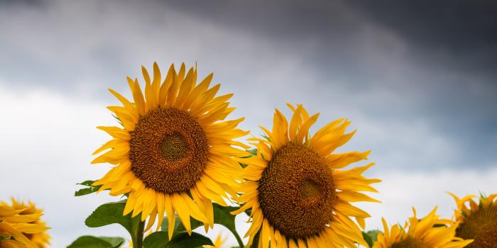 3840x2550 40 Sunflower Wallpapers for Free HD Image Download