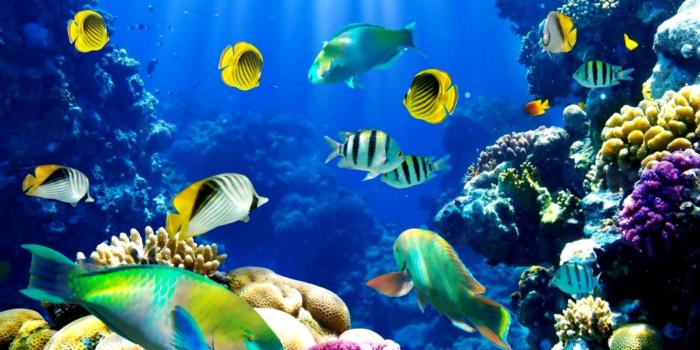 1440x846 Live Desktop Wallpaper | Scroll Wallpapers