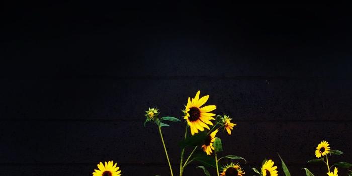 1242x2208 Unique Cute Sunflower iPhone Wallpaper - Download Wallpaper HD For