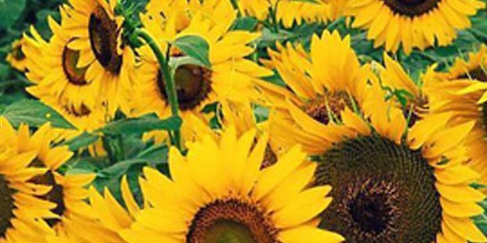 1080x1920 Sunflower iPhone Wallpapers - Top Free Sunflower iPhone Backgrounds