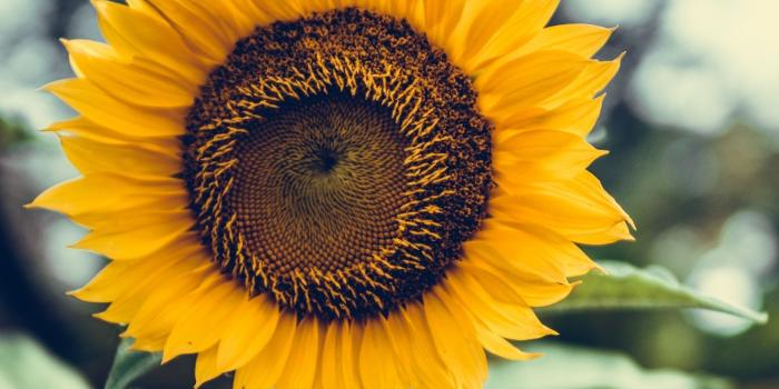 1730x1155 12 Super Pretty Sunflower iPhone Wallpapers | Preppy Wallpapers