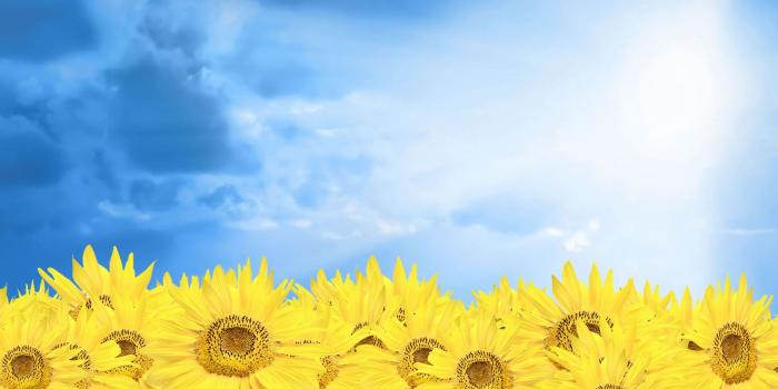 1600x1200 Sunflower Computer Wallpapers Group (86+)