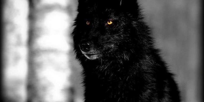 1600x1200 Black Wolf Wallpapers