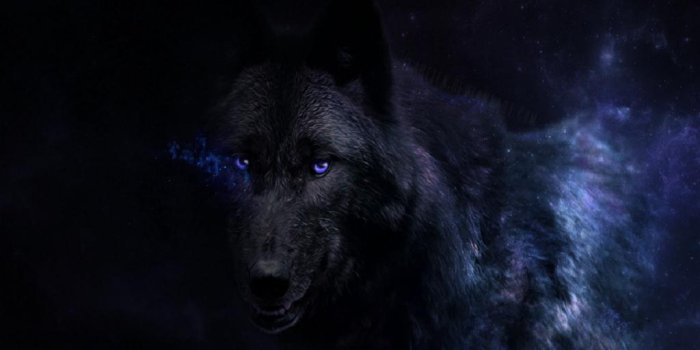 1024x768 Black Wolf Wallpaper