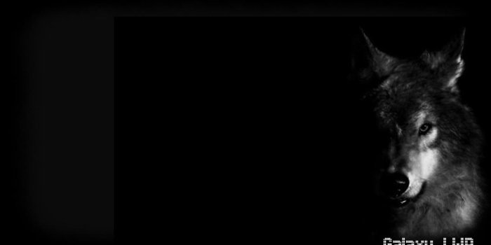 1280x720 Black Wolf Wallpaper for Android - APK Download