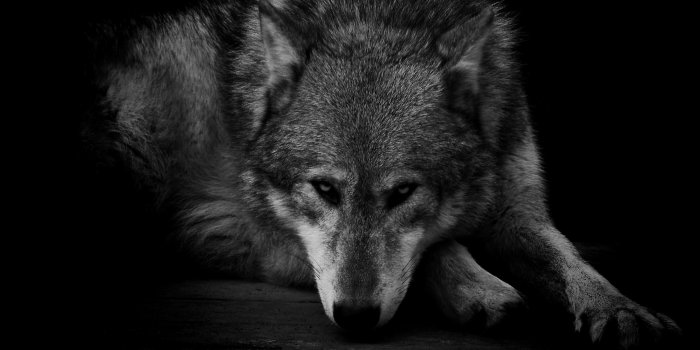 2756x2067 69+ Black Werewolf Wallpapers on WallpaperPlay