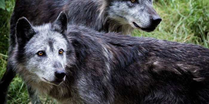 2560x2560 Black Wolf Wallpapers Free HD Download
