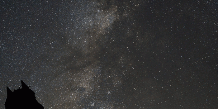 1000x1858 If anyone's looking for a Bojack Horseman phone wallpaper, here's a