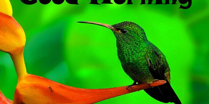 1571x1076 Latest Good Morning Images Wallpaper Photo Pics HD Download For