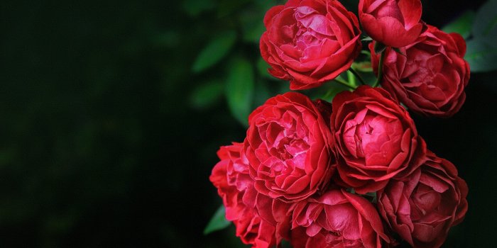 1920x1280 40 Beautiful Good Morning With Flowers Wishes Wallpapers