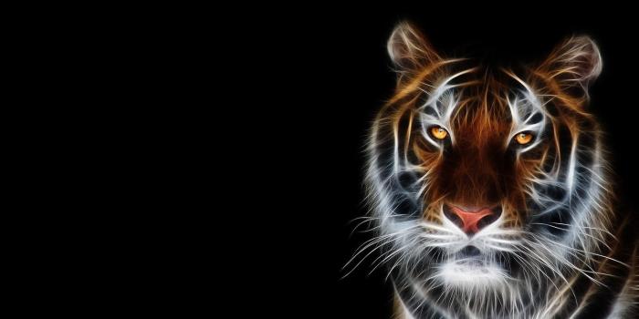 1920x1080 75+ Animals Desktop Wallpapers on WallpaperPlay