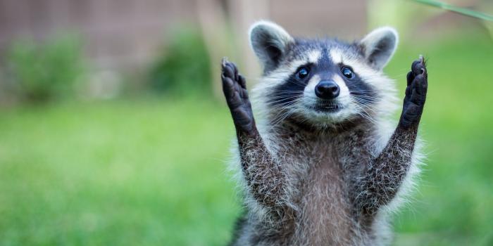 1920x1080 75+ Animals Desktop Wallpapers on WallpaperPlay