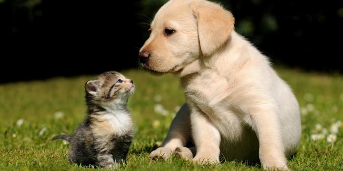 1920x1080 75+ Animals Desktop Wallpapers on WallpaperPlay