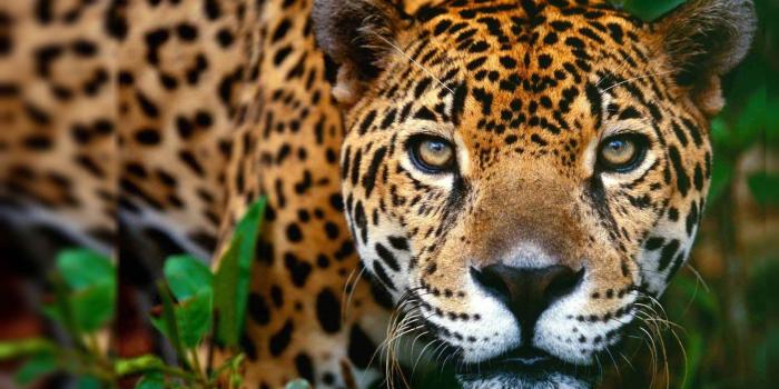 1920x1080 Animal Desktop Wallpapers