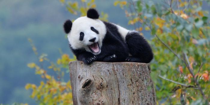 1920x1200 Panda Animal Desktop Wallpaper HD 62840 1920x1200px