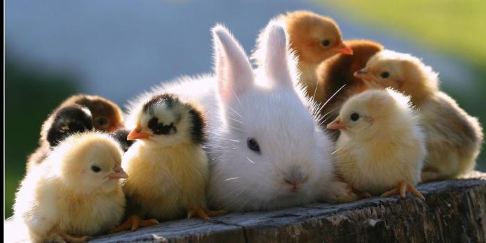 2560x1440 Spring Baby Animals Desktop Wallpapers (48+ images)