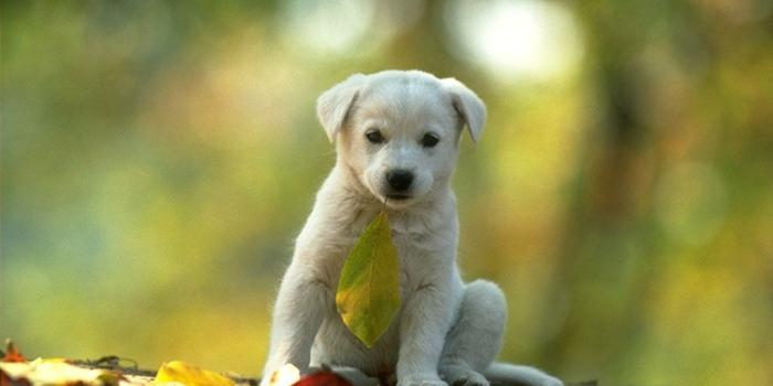 1024x768 HD Computer Animal Wallpaper | Animals Wallpaper 184, Free