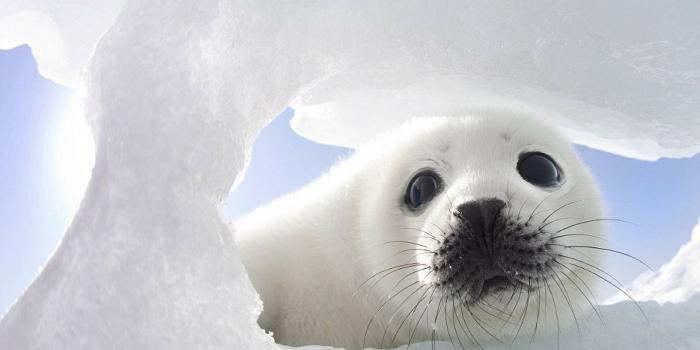 1920x1080 5 Adorable Aqua-Loving Animal Desktop Wallpapers - AquaMobile Swim