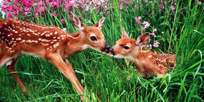 1920x1080 Spring Animals Desktop Wallpaper (51+ images)