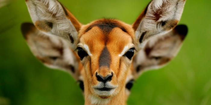 2560x1440 Wild Animals 4K HD Desktop Wallpaper For Ultra TV Tablet Qualified