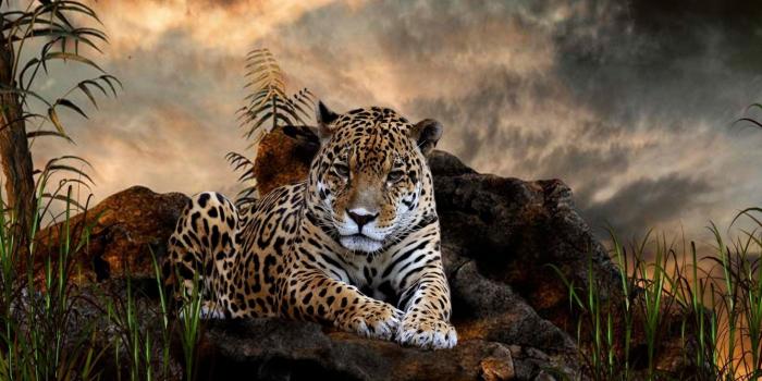 2560x1600 40+ Wild Animal Desktop Wallpapers - Download at WallpaperBro