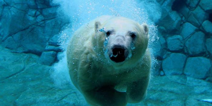 1680x1050 50+] Animal Desktop Wallpapers on WallpaperSafari