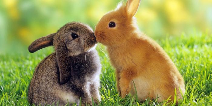 1680x1050 Animal desktop backgrounds - SF Wallpaper