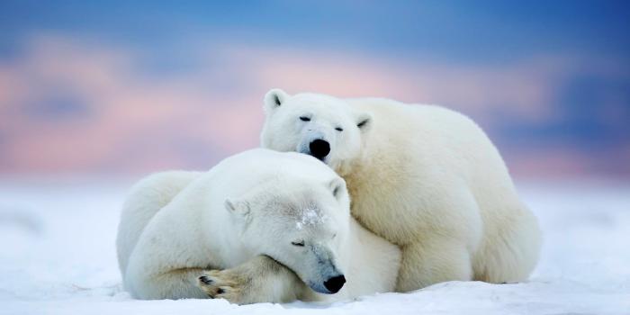 2048x1366 Winter Animal Wallpapers - Top Free Winter Animal Backgrounds