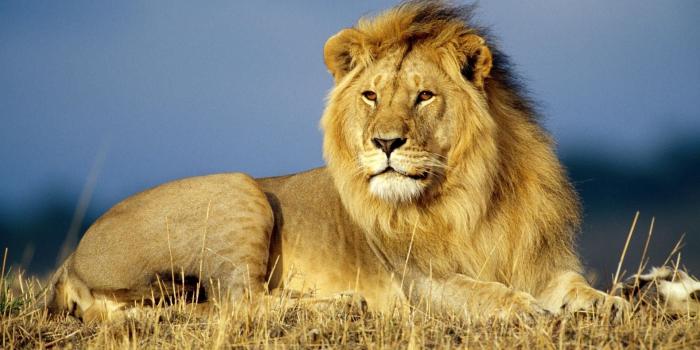 1920x1080 African Lion 1080p HD Wallpaper | Iphone wallpapers | Lion wallpaper