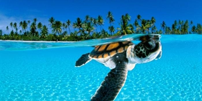 1920x1080 Elegant Hd Animal Wallpapers for Desktop Free Download | Anime Wallpaper