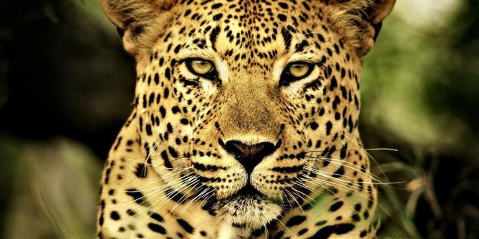 1032x774 45+ Leopard Animal Wallpapers - Download at WallpaperBro