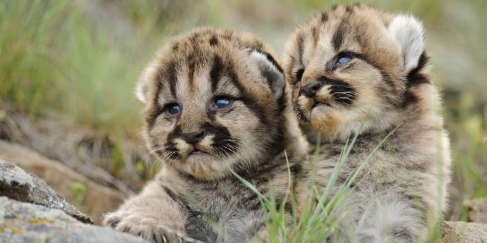 1600x900 Desktop wallpaper download HD cat 49662 - Kitty - Animal