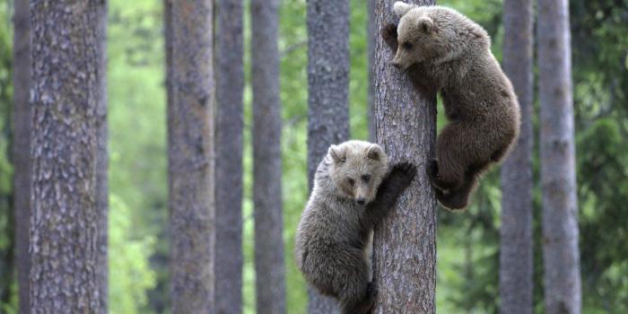 1920x1080 desktop wallpaper animals Gallery (78+ images)