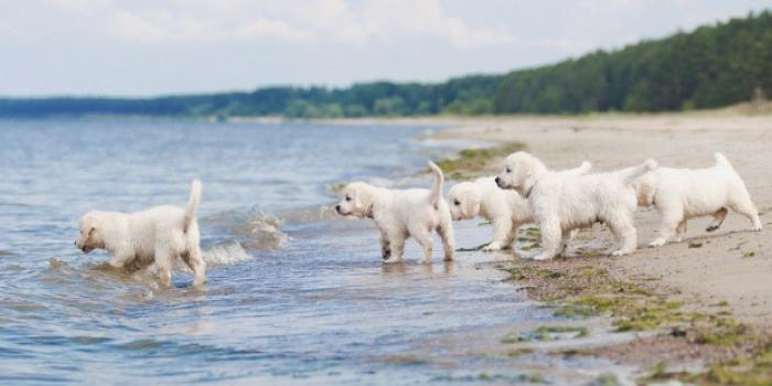 1920x1080 5 Adorable Aqua-Loving Animal Desktop Wallpapers - AquaMobile Swim