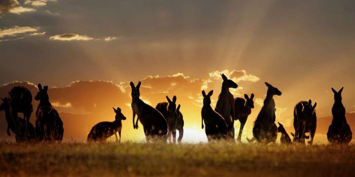 1920x1200 Animals Desktop wallpapers (20+) Collections