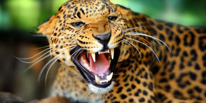 3840x2400 3D Animals Wallpapers