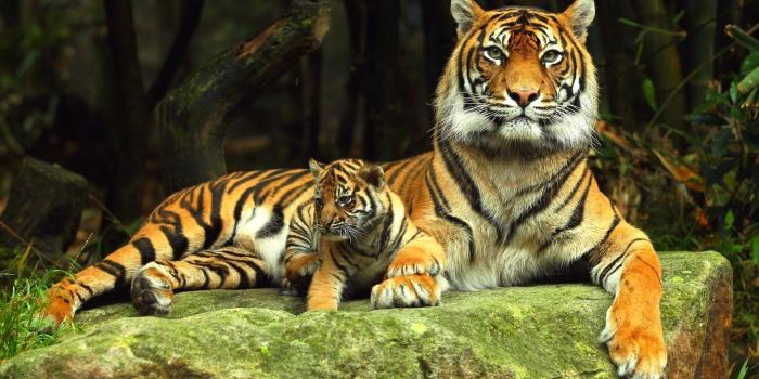 1920x1080 Free Animal Desktop Wallpaper Background - 52DazheW Gallery