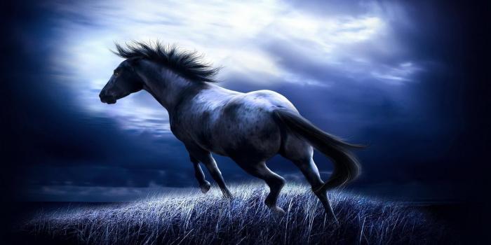 1920x1200 Hd Animal Desktop Backgrounds