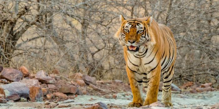 3840x2400 Tiger Male National Park For Wildlife Ranthambore In Rajasthan India