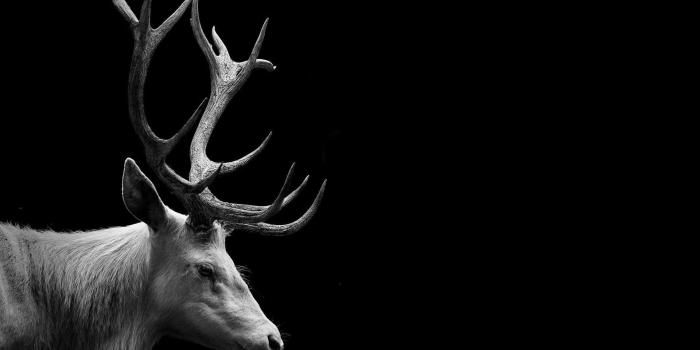 1920x1200 Black and White Animal Wallpaper (67+ pictures)