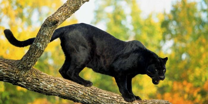 1920x1200 Animal Desktop Wallpapers (64+ background pictures)